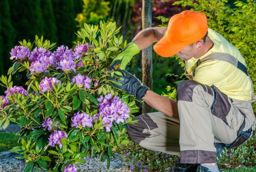 Professional crown reduction and branch removal in West Ealing