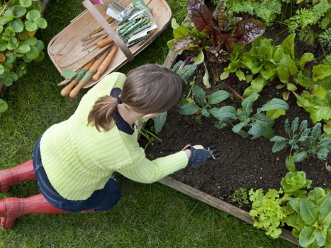 Aeration and turf care for West Ealing lawns