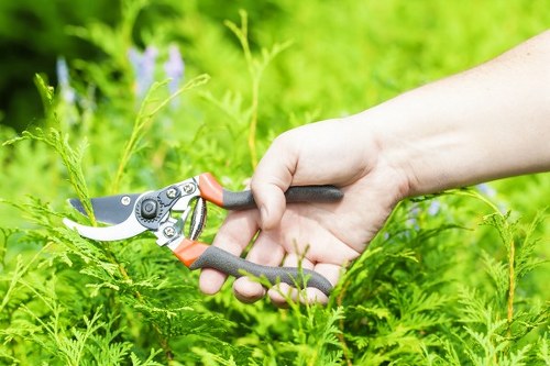 Regular hedge trimming and shrub care in West Ealing