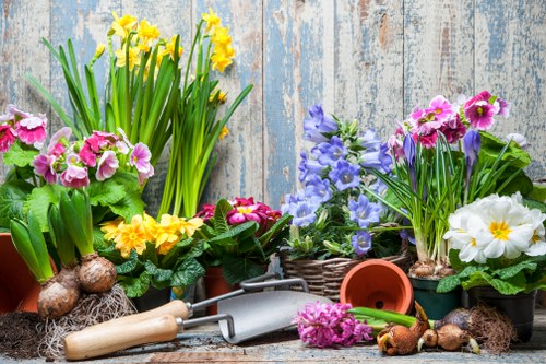 Stump grinding and tree removal service in West Ealing