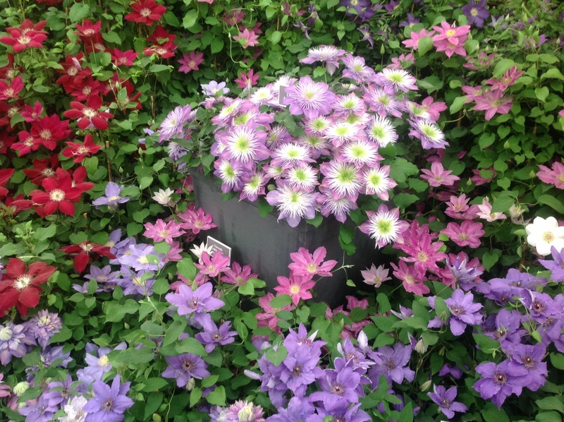 Garden yard